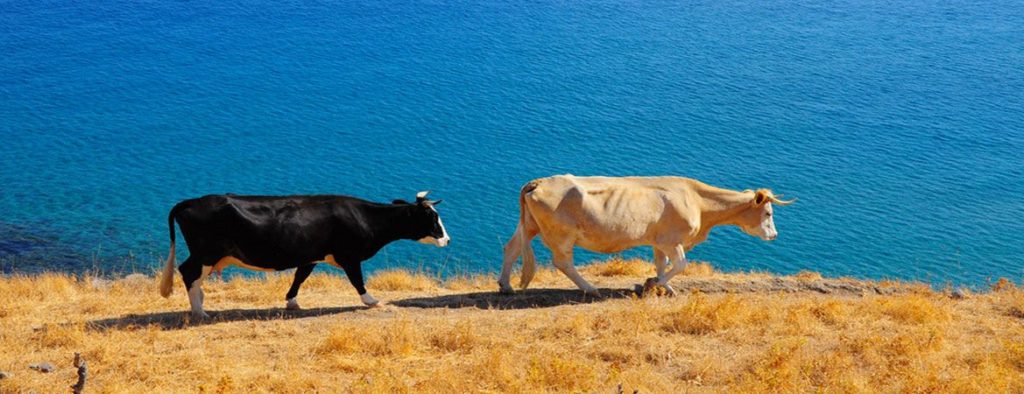The authentic Greek island Agios Efstratios